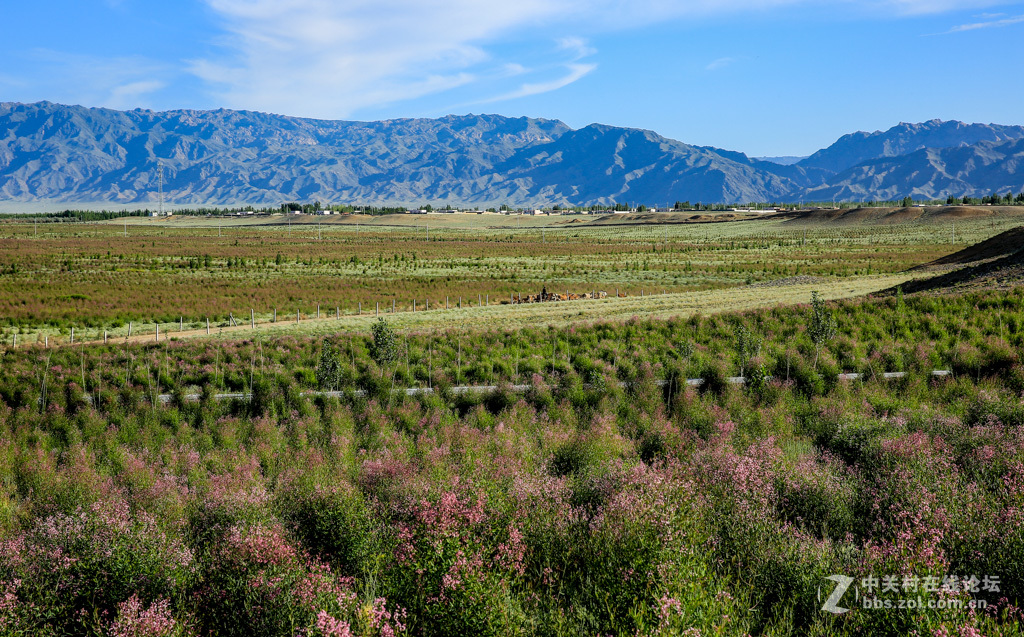 阿勒哈克的罗布麻三万余亩种植基地