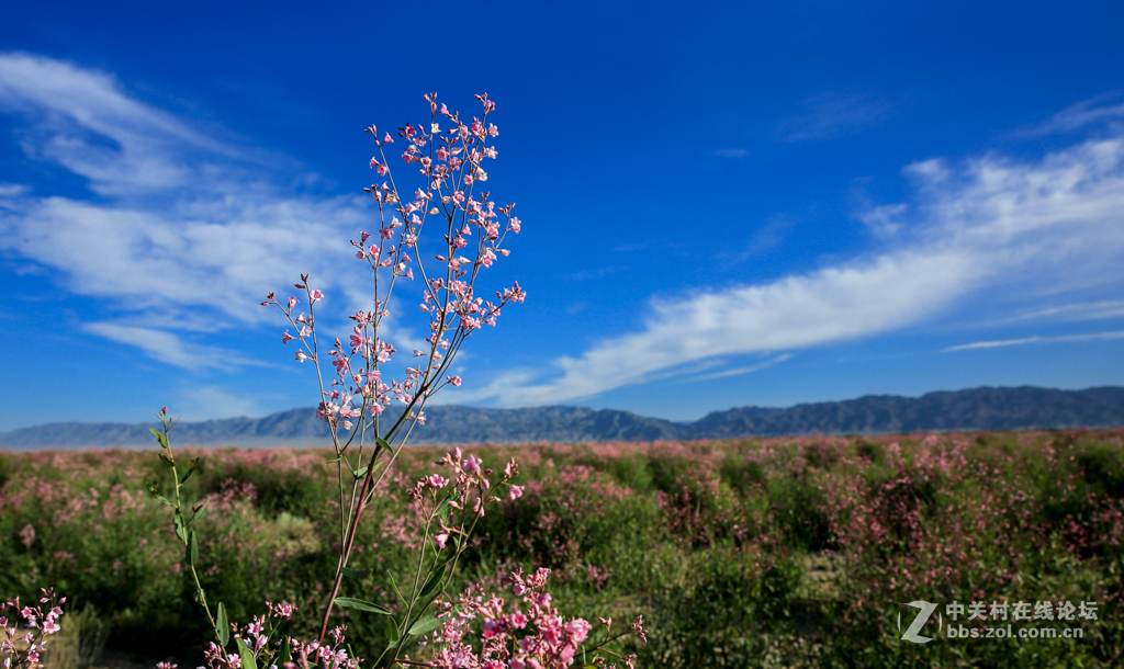 阿勒哈克的罗布麻三万余亩种植基地