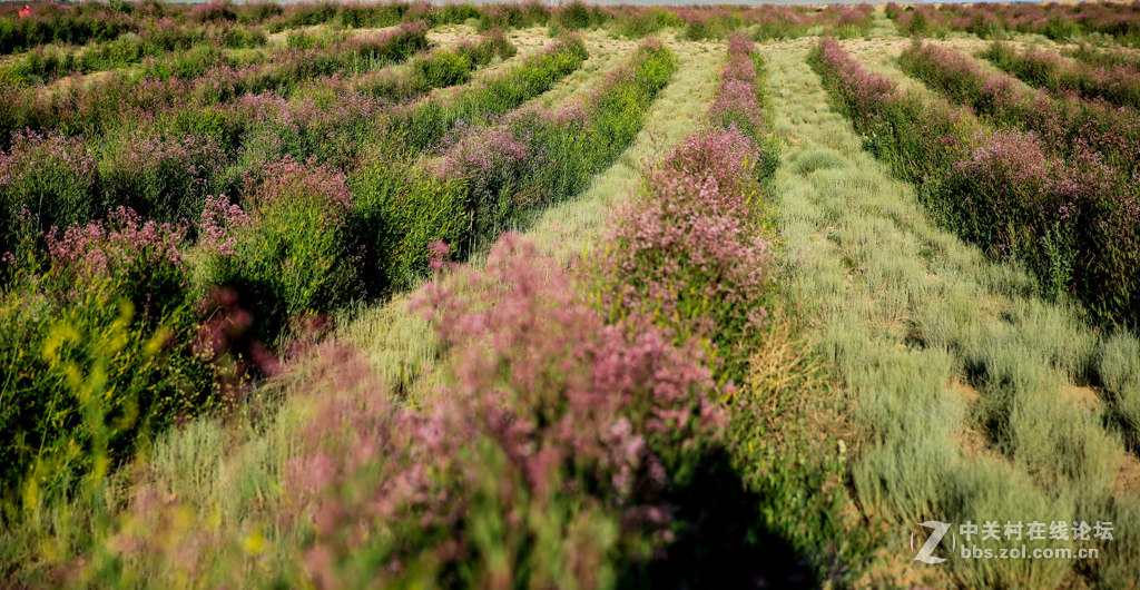 阿勒哈克的罗布麻三万余亩种植基地