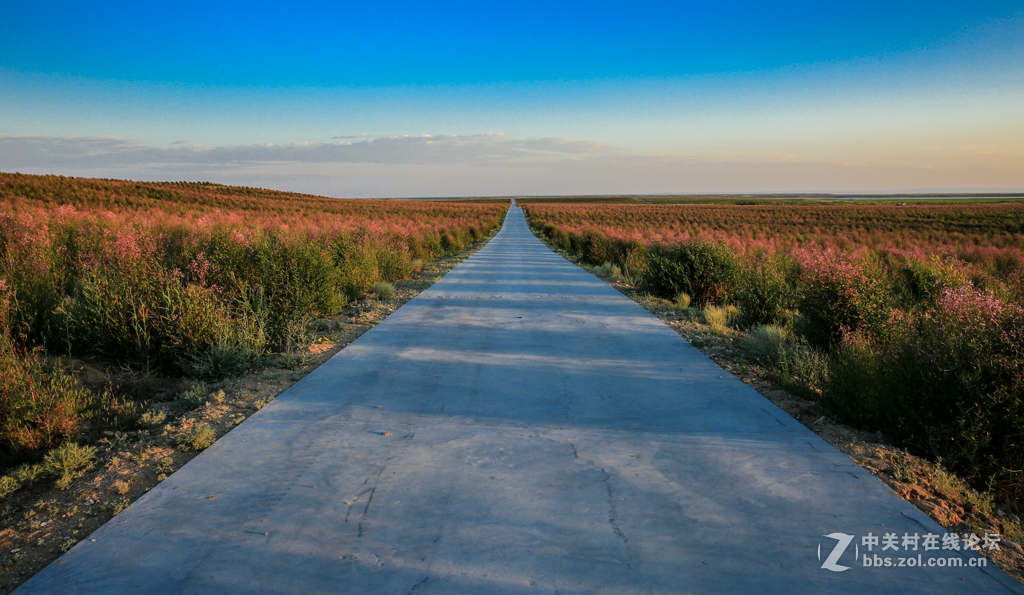 阿勒哈克的罗布麻三万余亩种植基地