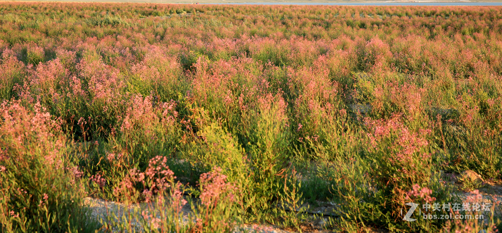 阿勒哈克的罗布麻三万余亩种植基地
