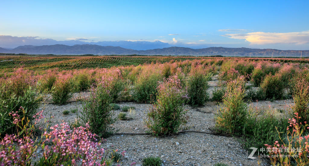 阿勒哈克的罗布麻三万余亩种植基地
