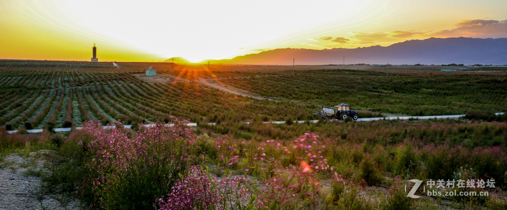 阿勒哈克的罗布麻三万余亩种植基地