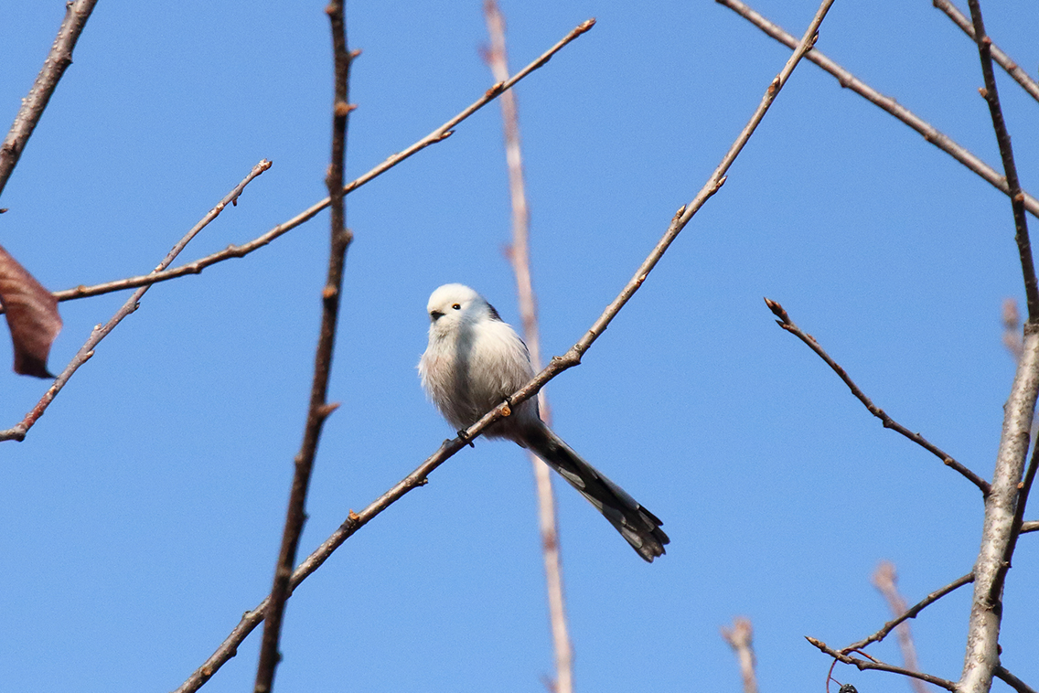 一組東北冬季常見鳥類