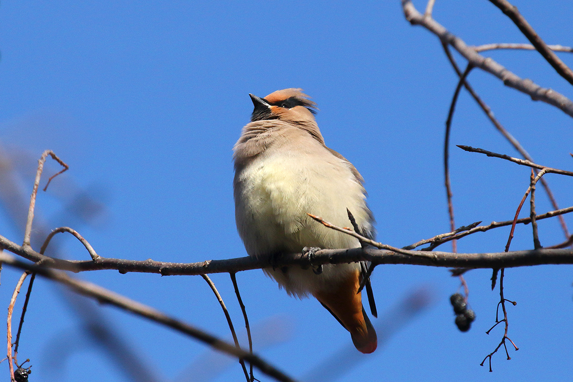 一组东北冬季常见鸟类-中关村在线摄影论坛