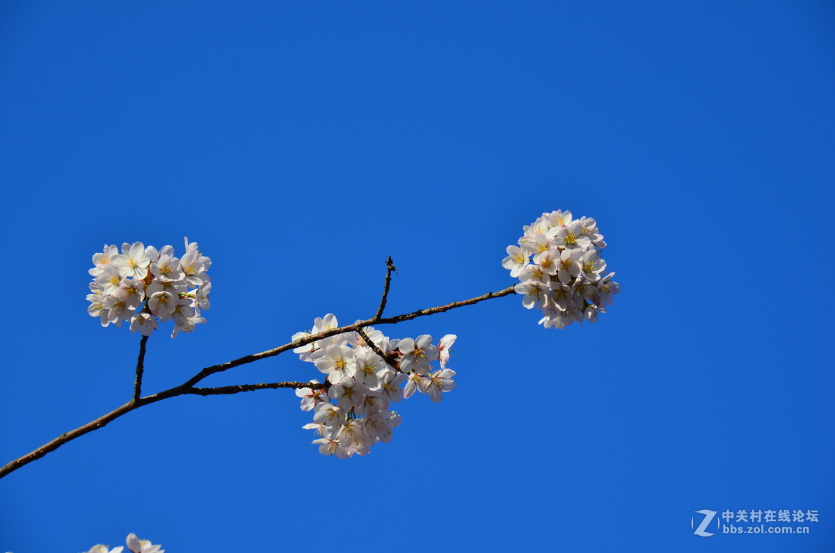 樱花（直出）