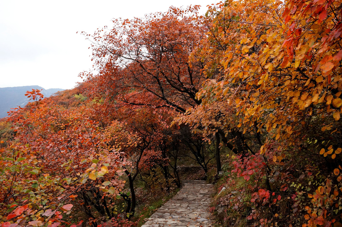 再发坡峰岭红叶