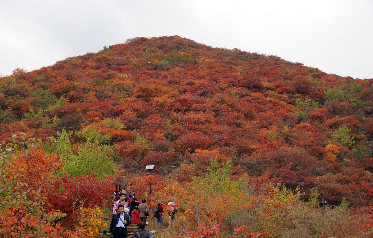 再发坡峰岭红叶