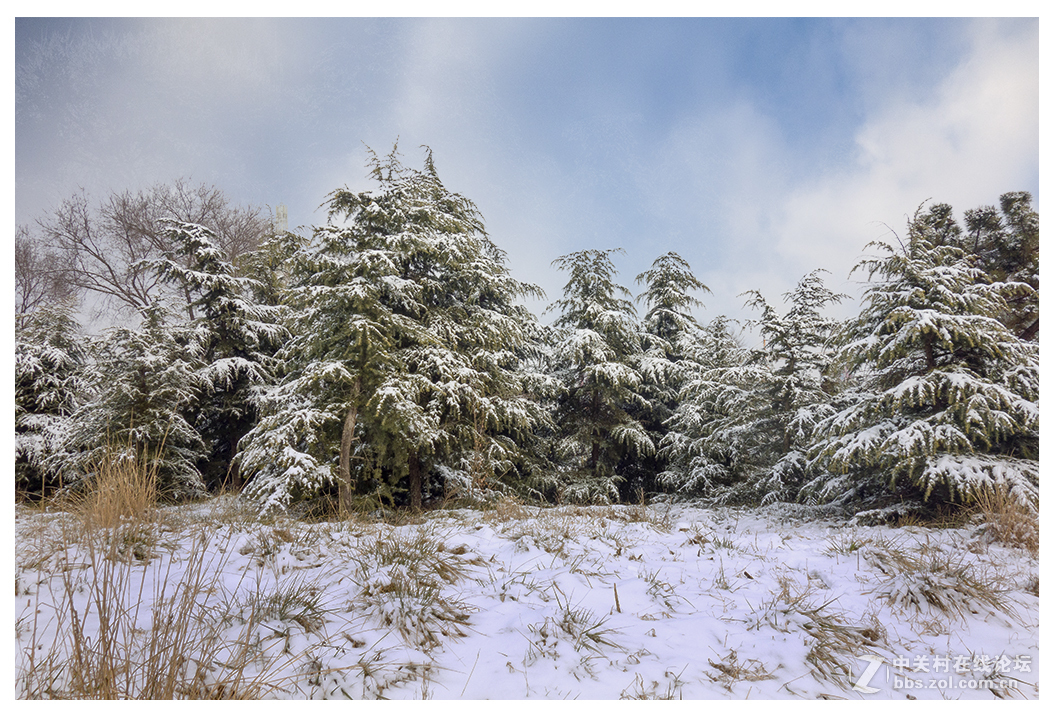 雪与塔松