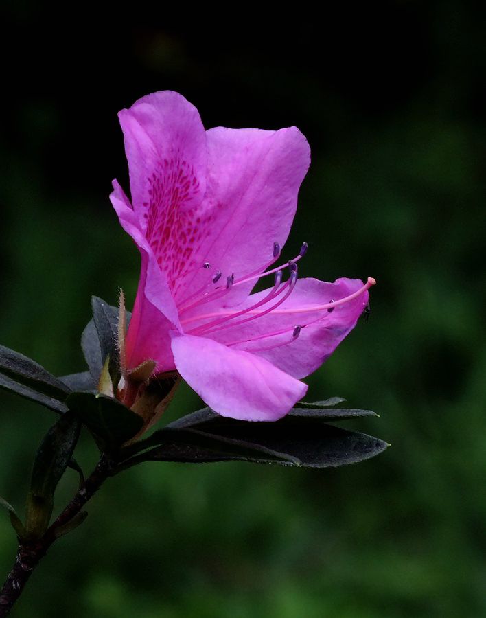 #ZOL月赛-三月风光无限好#漂亮的杜鹃花