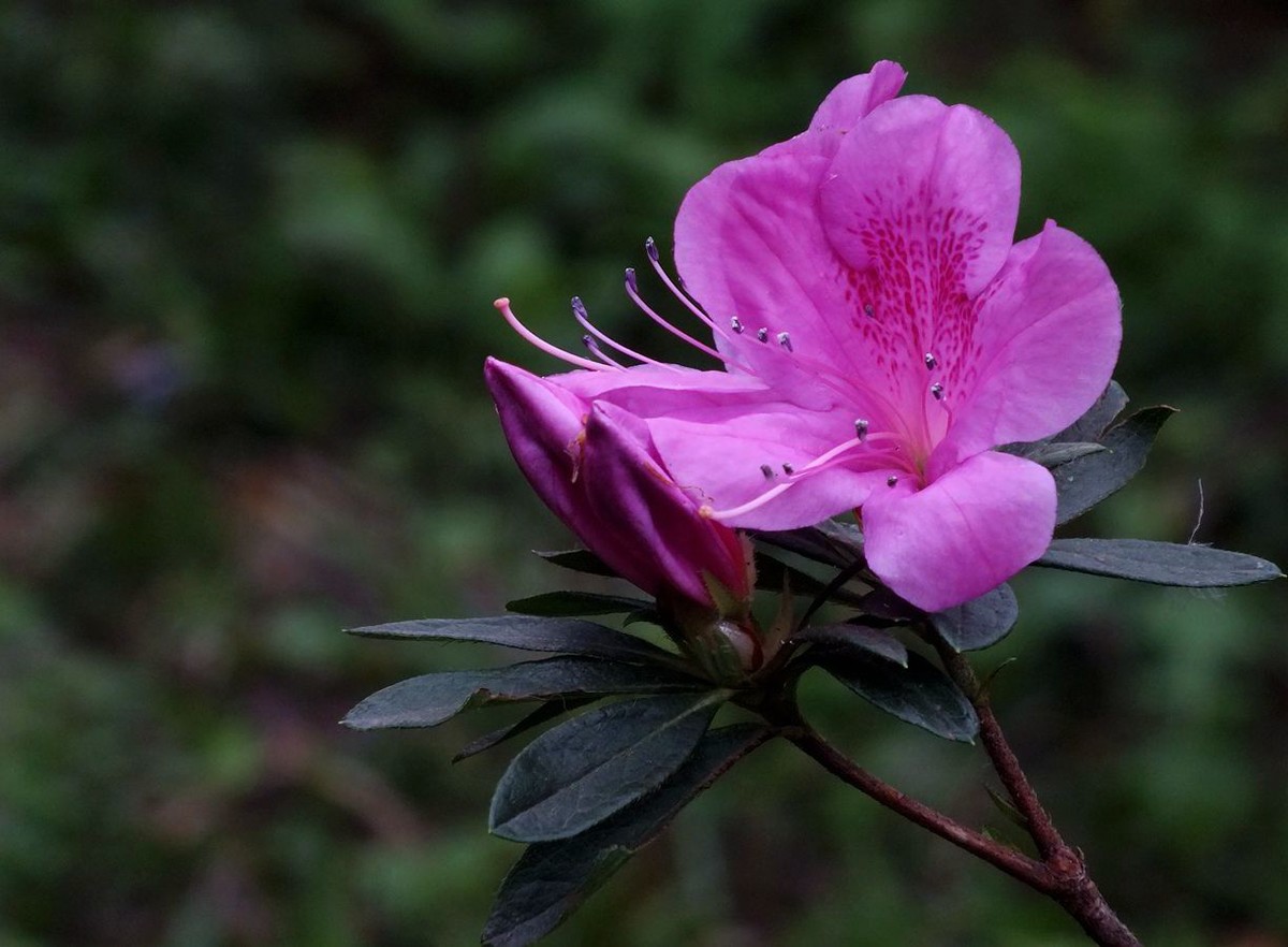 #ZOL月赛-三月风光无限好#漂亮的杜鹃花