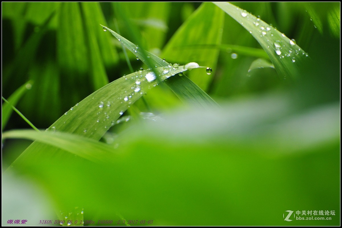 【雨后小花摄影图片】广州生态摄影_老叶_太平洋电脑网摄影部落
