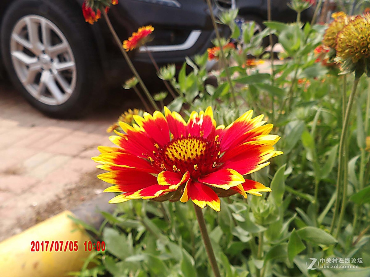 为城市添彩的小花