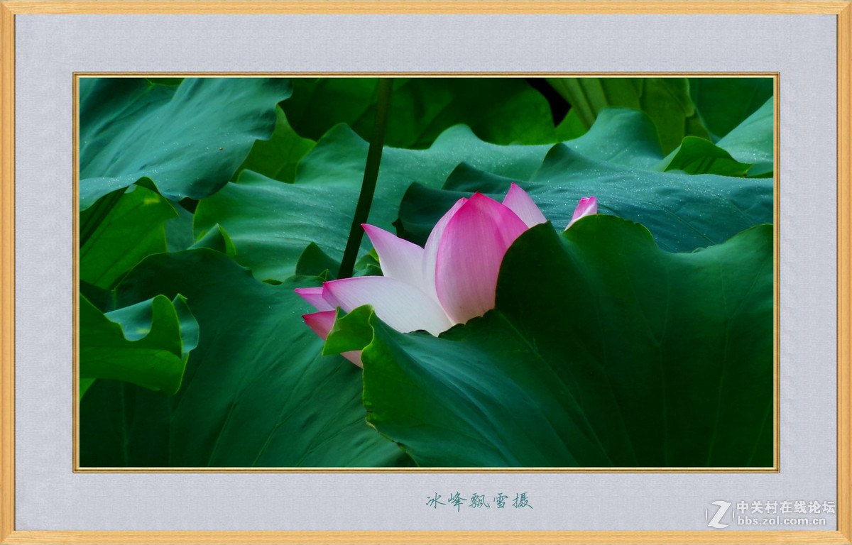 晚荷