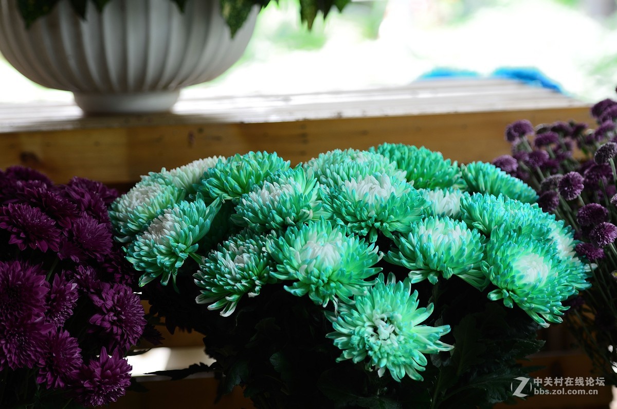 花卉世界113太空菊