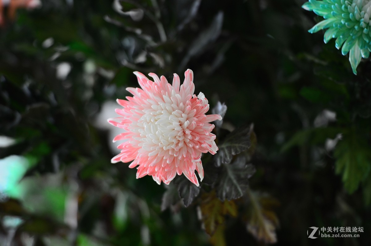 花卉世界113太空菊