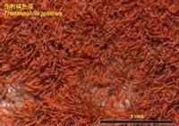 红石滩的石头为什么这样红？