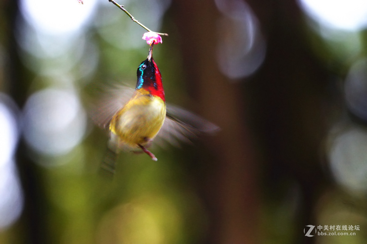 舞动迎春的翅膀