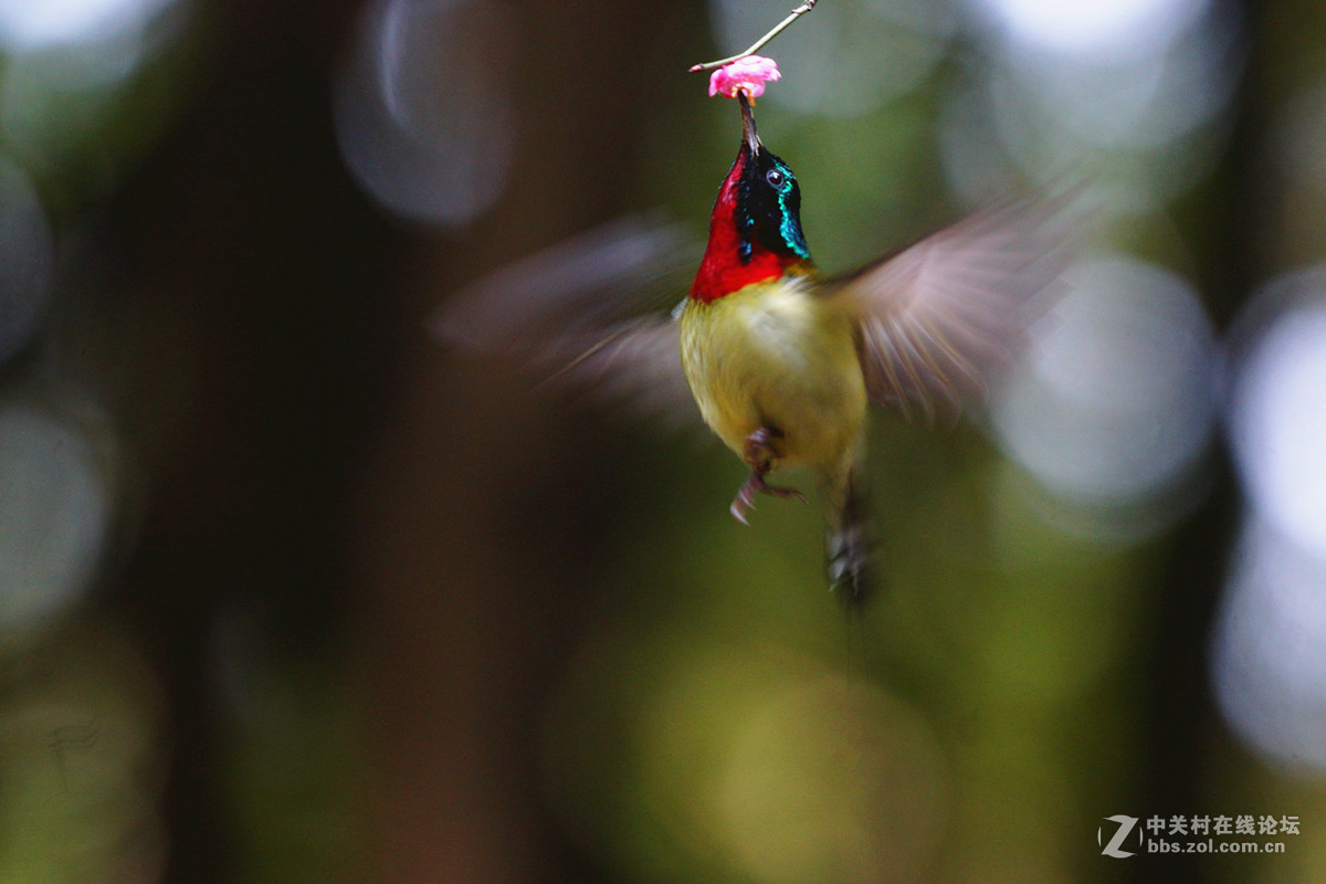 舞动迎春的翅膀