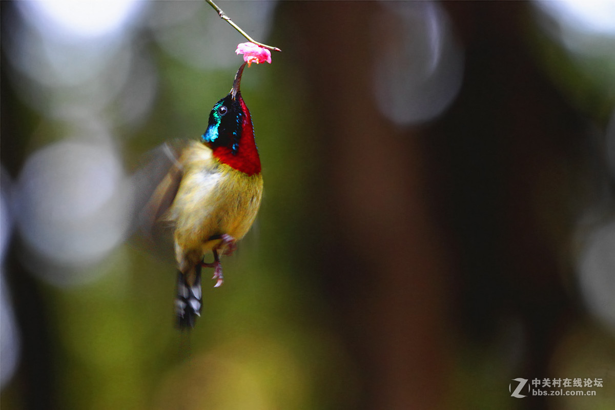 舞动迎春的翅膀