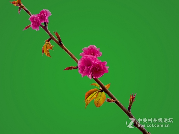 随拍花卉