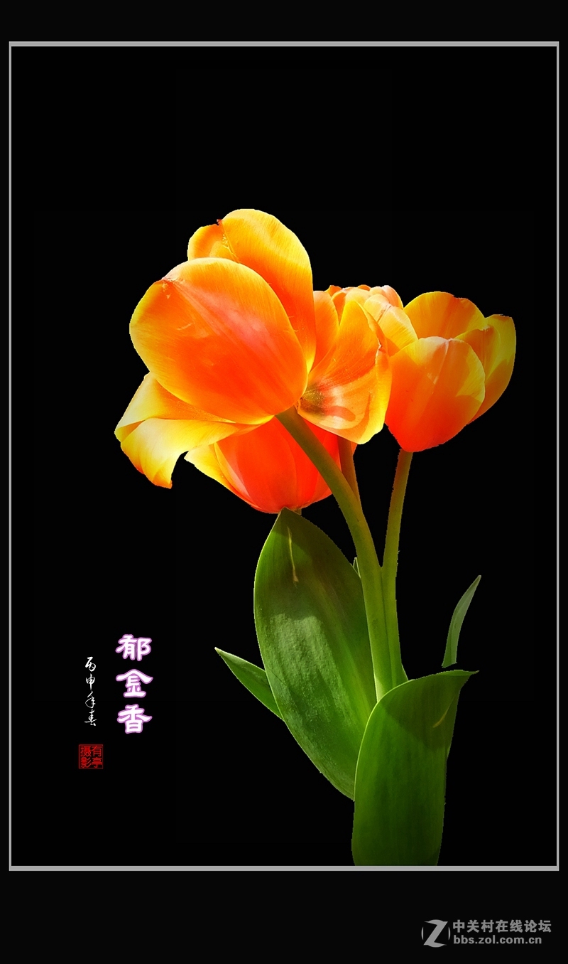 #ZOL月赛-四月物语#中山公园多姿多彩的郁金香