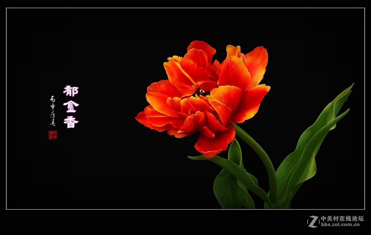 #ZOL月赛-四月物语#中山公园多姿多彩的郁金香