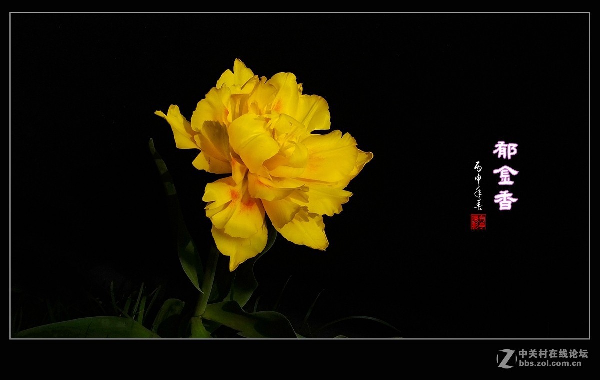 #ZOL月赛-四月物语#中山公园多姿多彩的郁金香