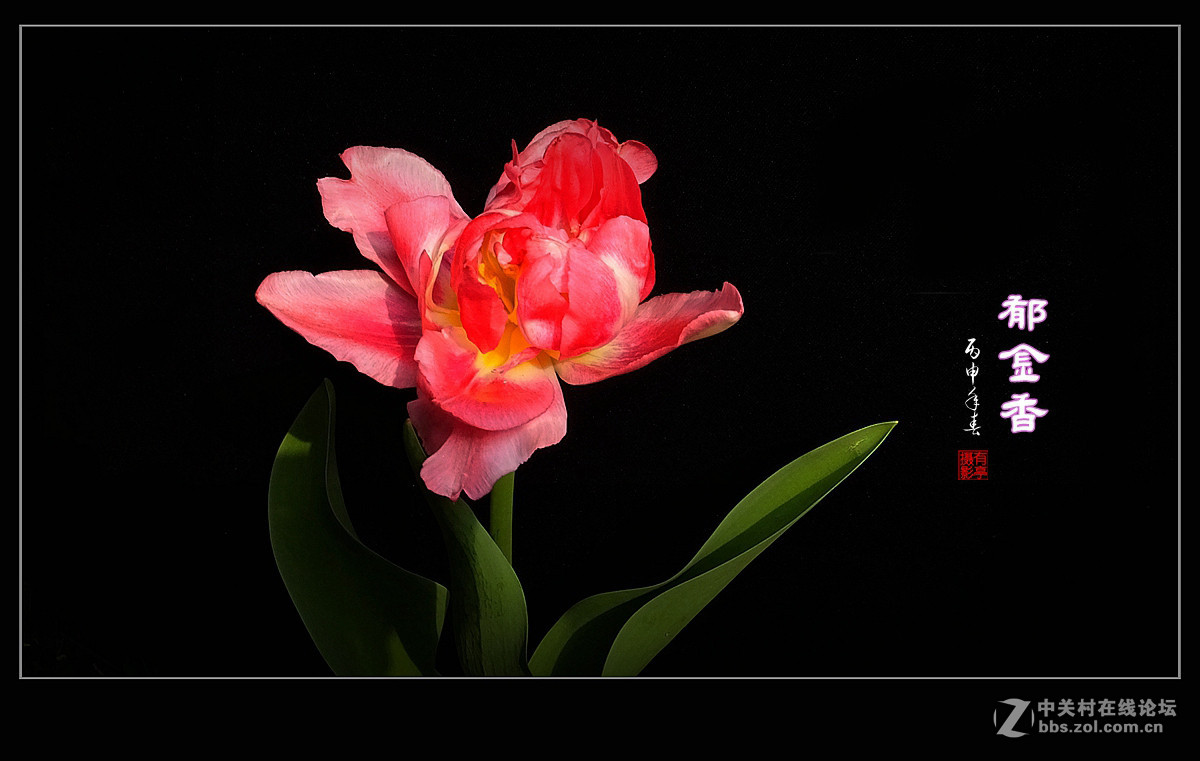 #ZOL月赛-四月物语#中山公园多姿多彩的郁金香