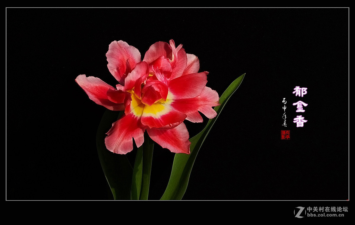 #ZOL月赛-四月物语#中山公园多姿多彩的郁金香