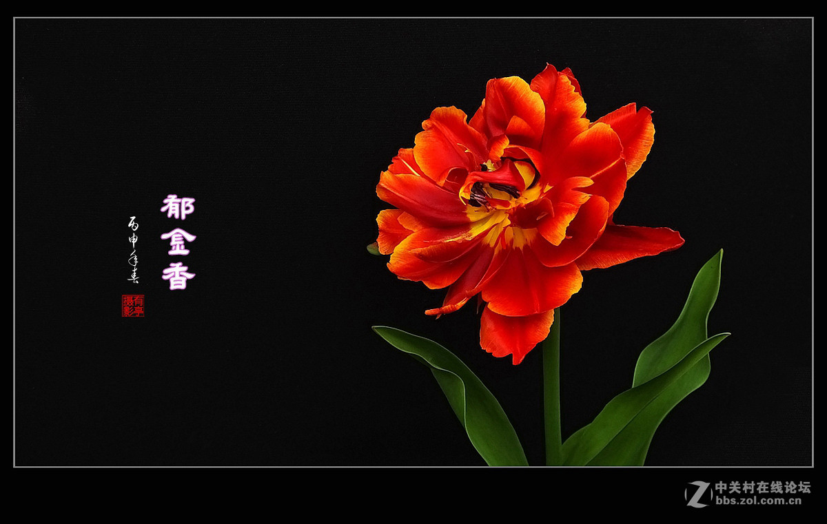 #ZOL月赛-四月物语#中山公园多姿多彩的郁金香