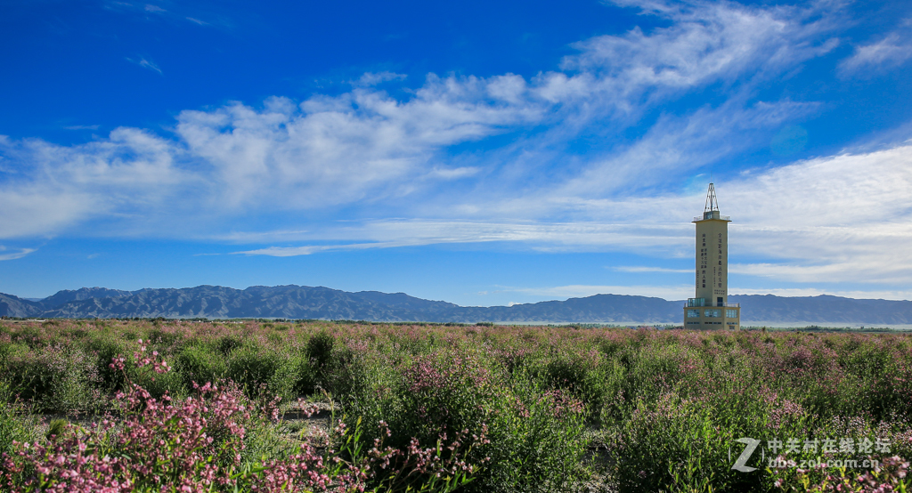阿勒哈克的罗布麻三万余亩种植基地