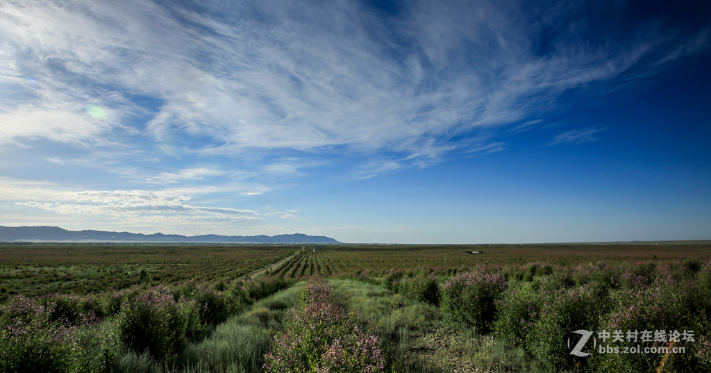 阿勒哈克的罗布麻三万余亩种植基地