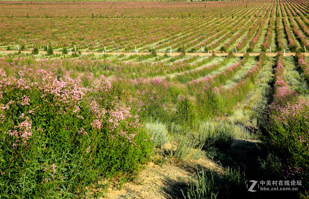 阿勒哈克的罗布麻三万余亩种植基地