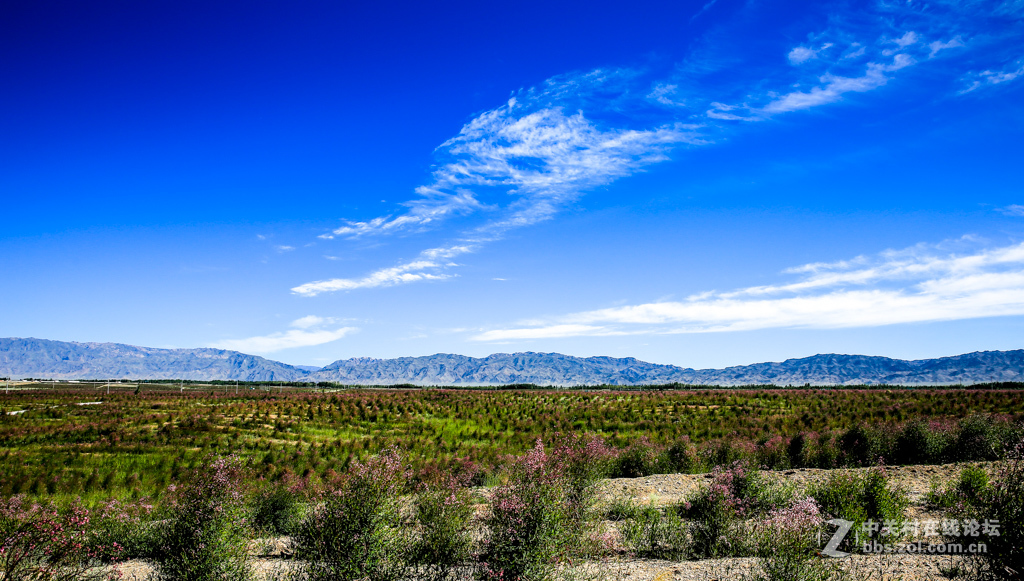 阿勒哈克的罗布麻三万余亩种植基地