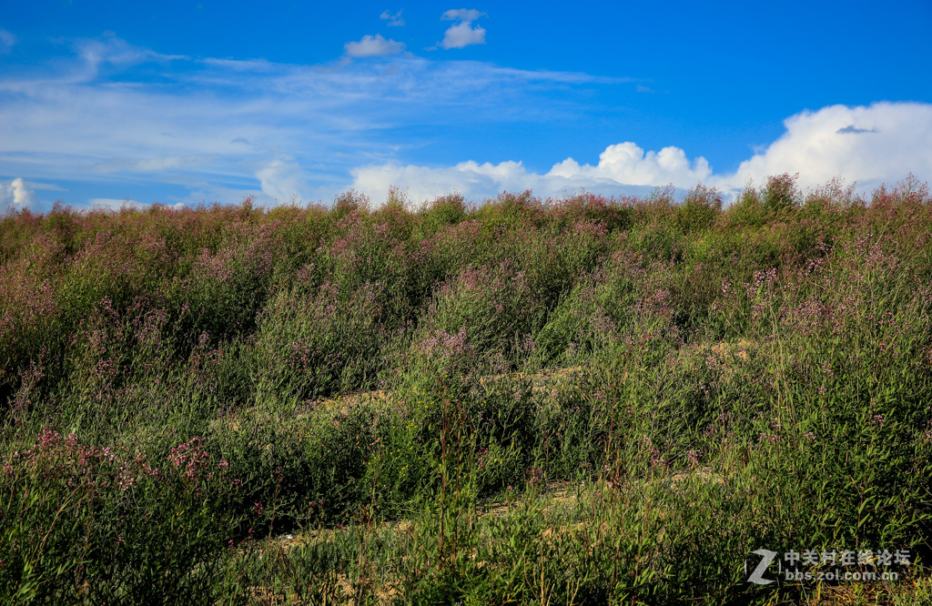 阿勒哈克的罗布麻三万余亩种植基地