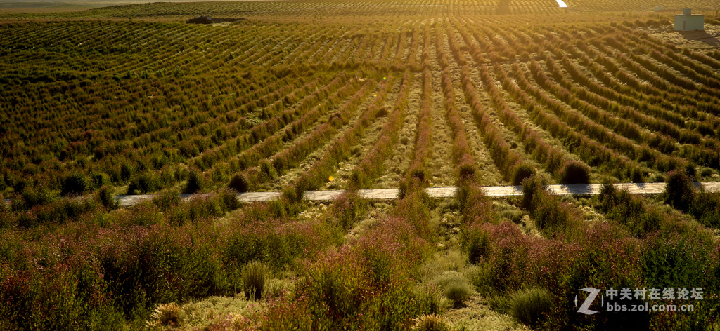 阿勒哈克的罗布麻三万余亩种植基地