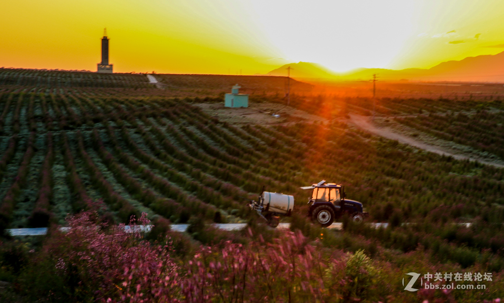 阿勒哈克的罗布麻三万余亩种植基地