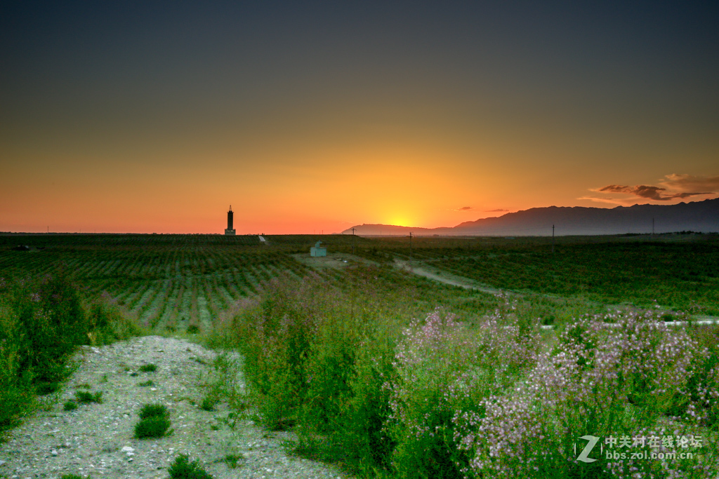 阿勒哈克的罗布麻三万余亩种植基地