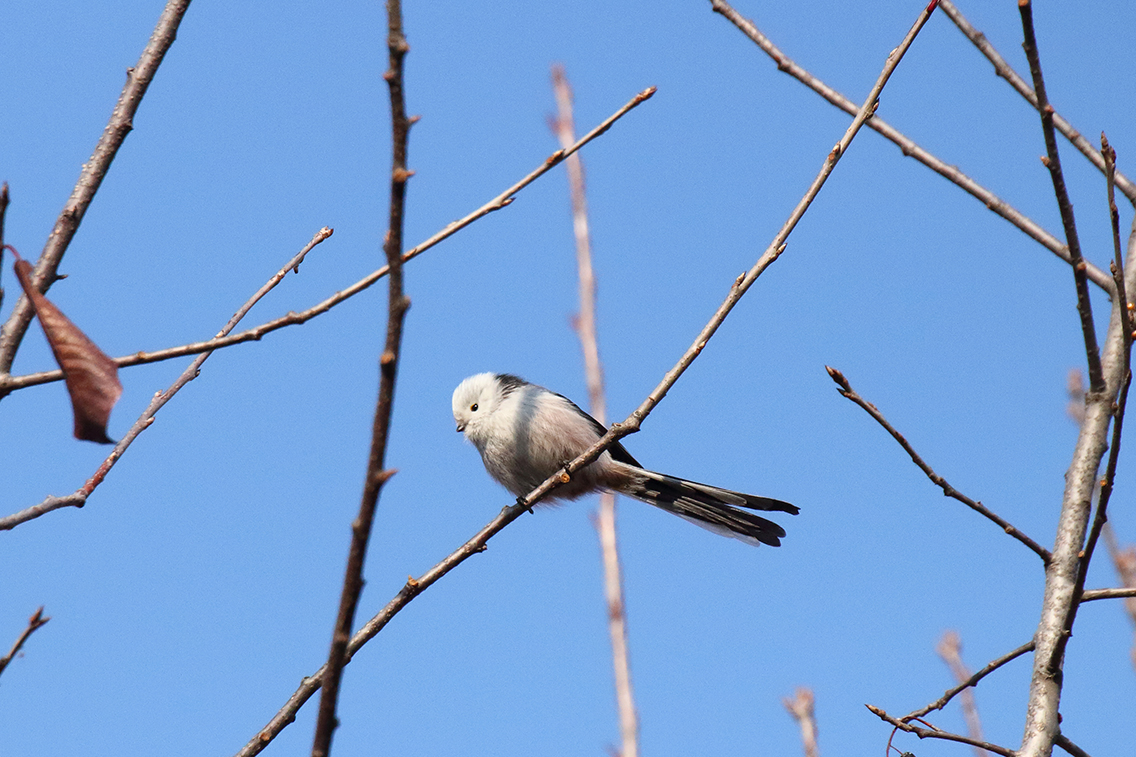 一組東北冬季常見鳥類