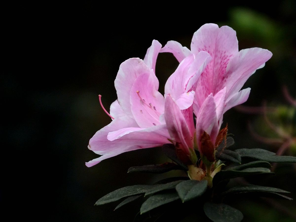 #ZOL月赛-三月风光无限好#漂亮的杜鹃花