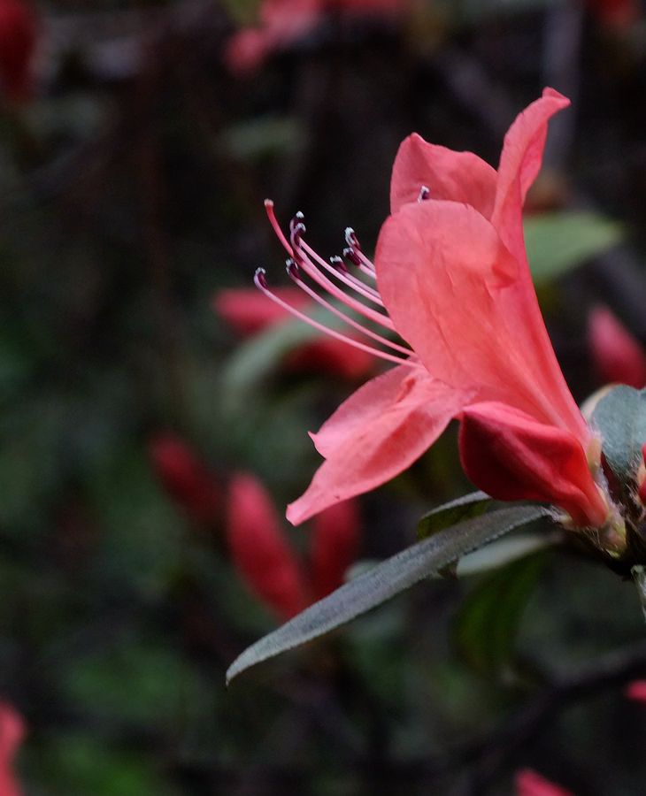 #ZOL月赛-三月风光无限好#漂亮的杜鹃花