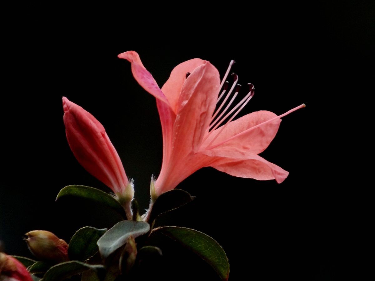 #ZOL月赛-三月风光无限好#漂亮的杜鹃花