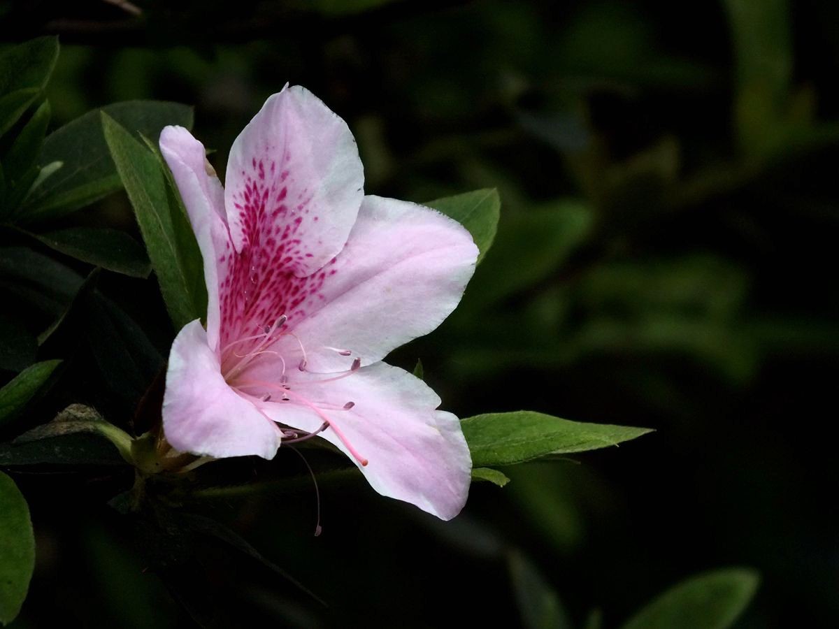 #ZOL月赛-三月风光无限好#漂亮的杜鹃花