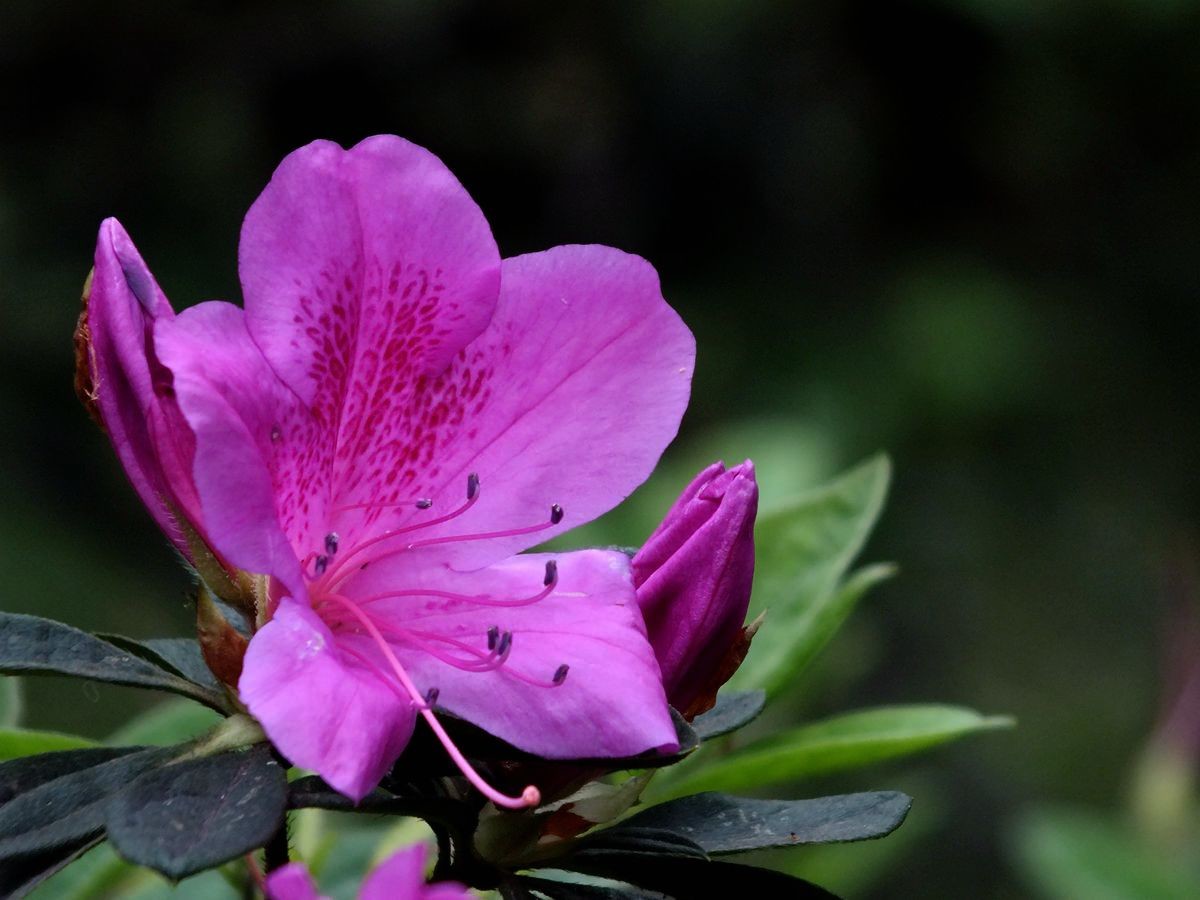 #ZOL月赛-三月风光无限好#漂亮的杜鹃花