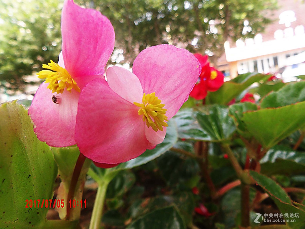 为城市添彩的小花