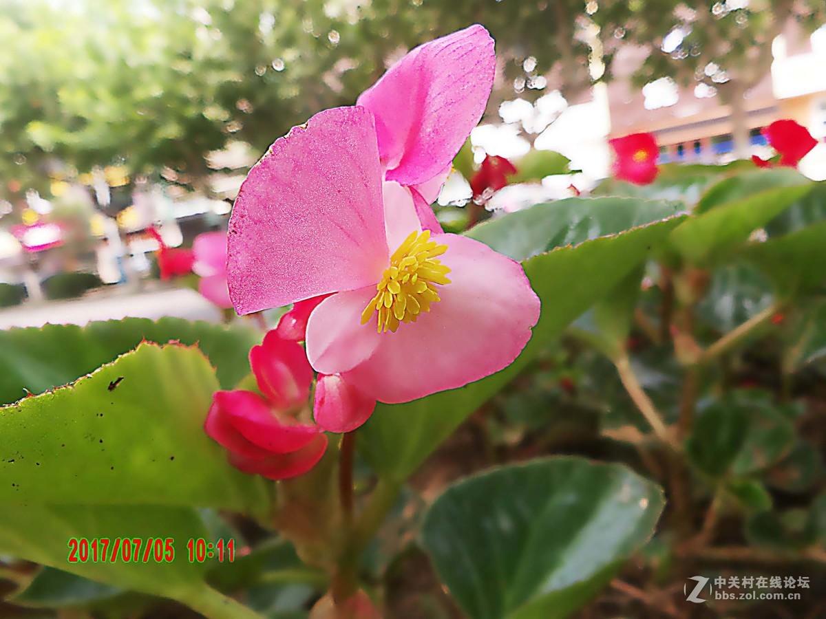 为城市添彩的小花