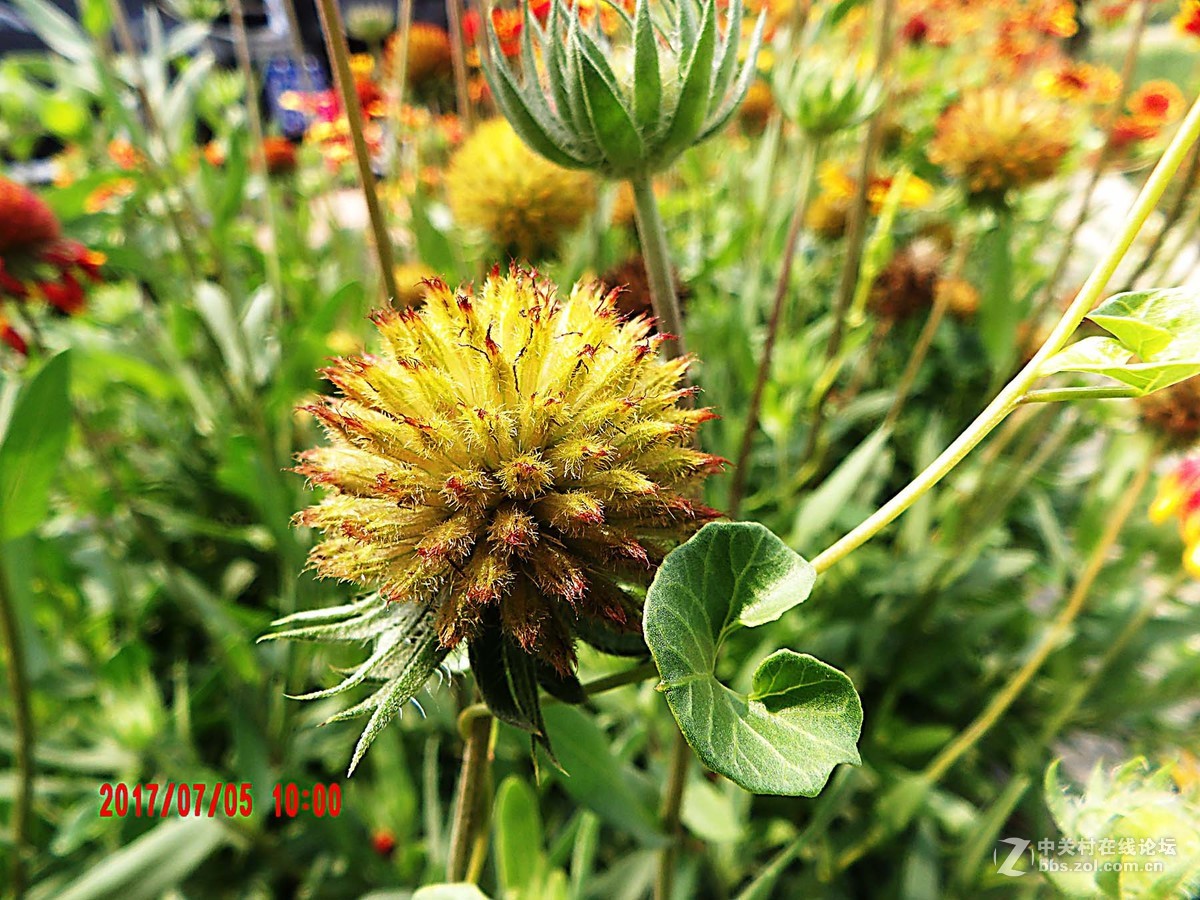 为城市添彩的小花