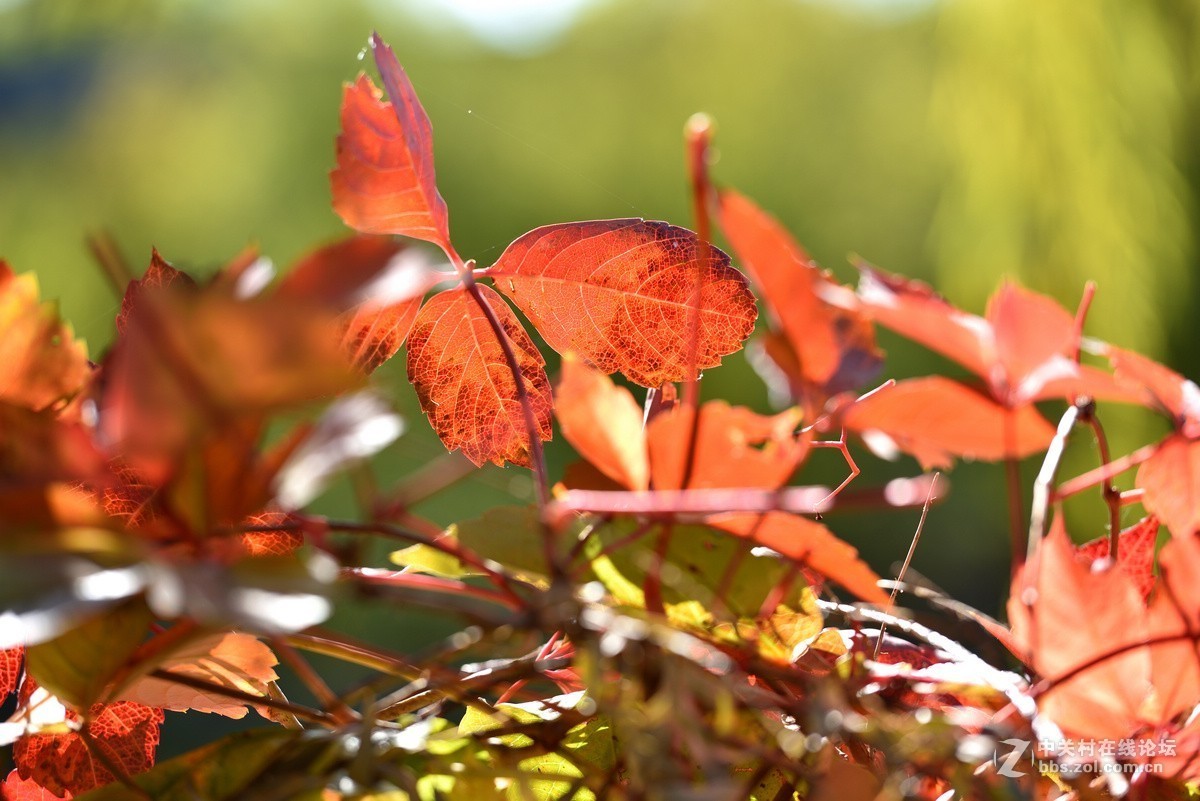 颐和园西堤秋色