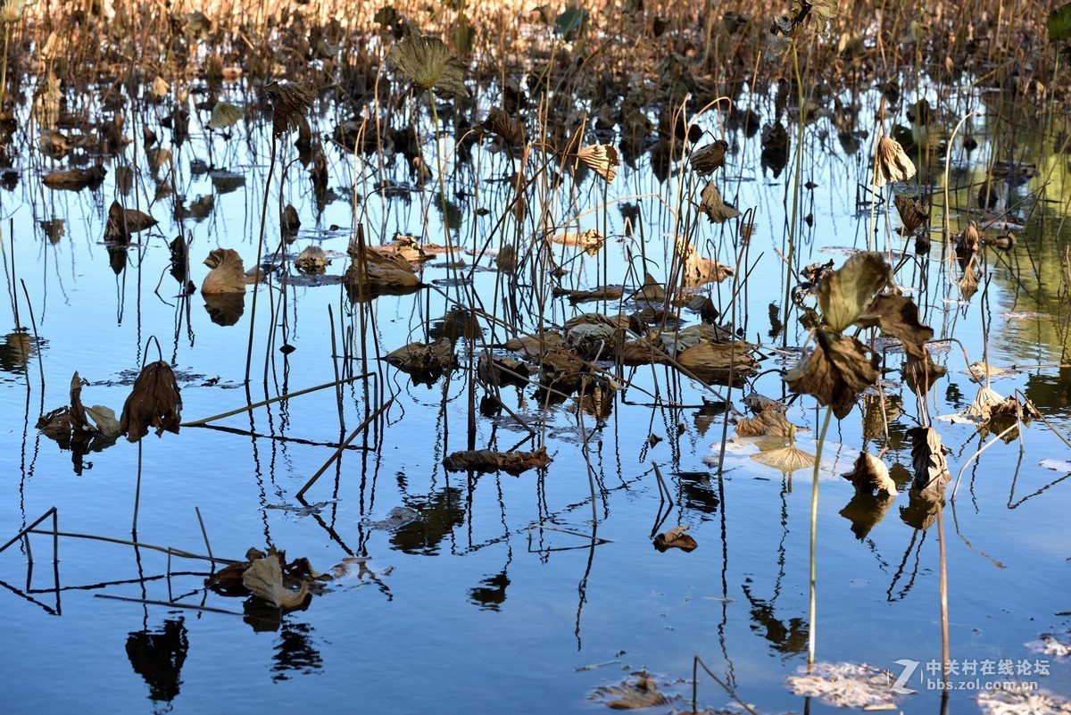 颐和园西堤秋色